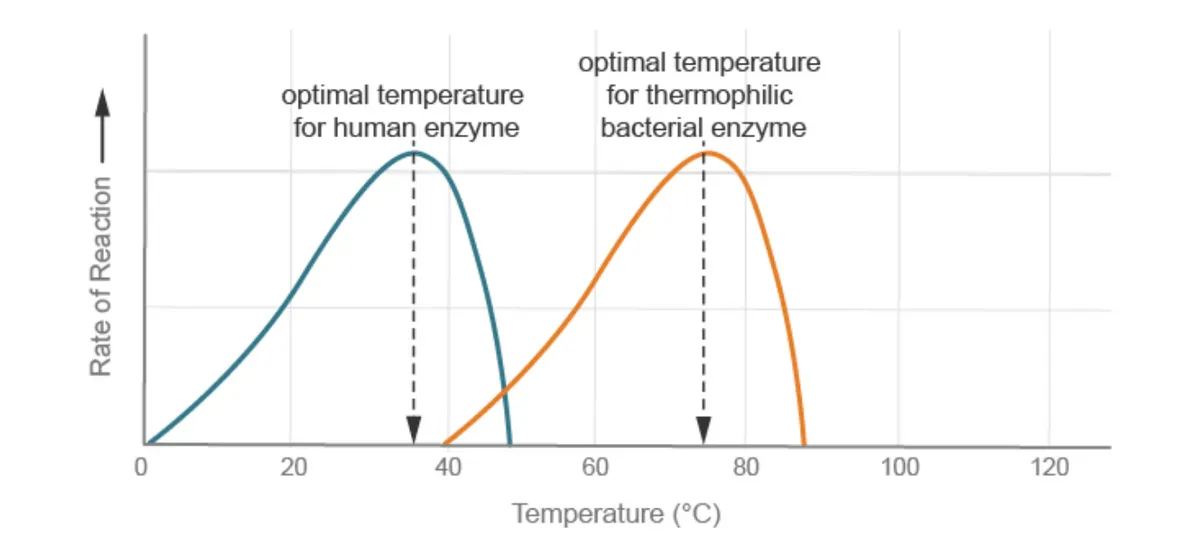 Comparison of optimum temperatures